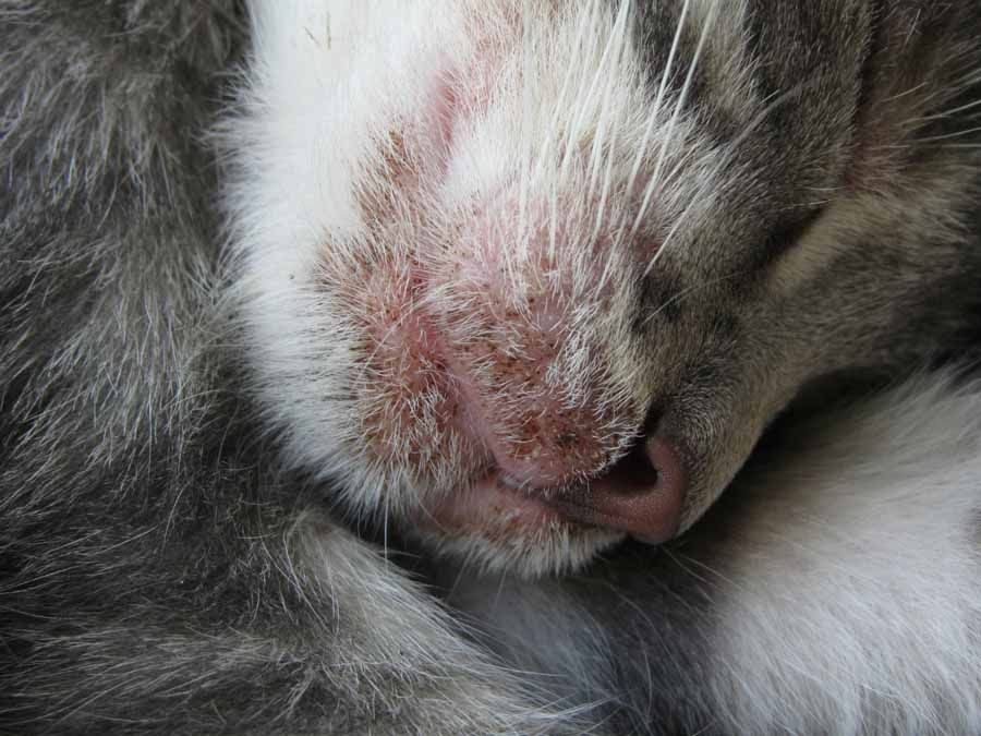 Дезинфекция после лишая у кошки (микроспории) - Цены на дезинфекцию